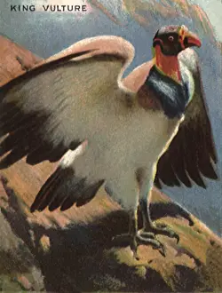 Vulture: King Vulture