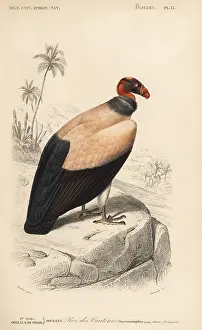 Travies: King vulture, Sarcoramphus papa