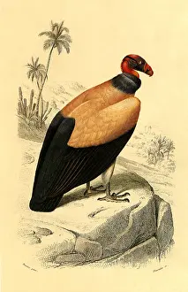 Vulture: King Vulture (Sarcoramphus papa)