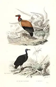 Achille Richard: King vulture and turkey vulture