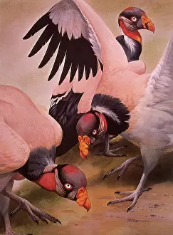 Peterson: King Vultures, Sarcoramphus papa