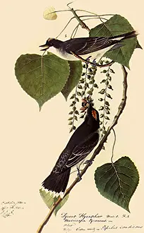 Honeybee: Kingbirds