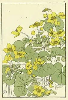 Pochoir: Kingcup or Marsh Marigold