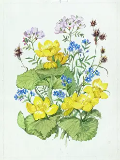 Kingcups, forget-me-nots and cuckoo-pint