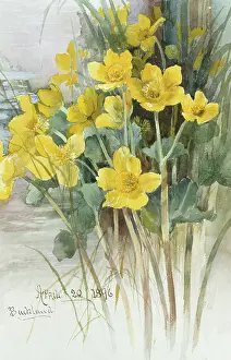 Buckland: Kingcups ' (Marsh Marigolds)