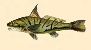 Produces: Kingfish