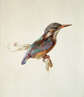 Kingfishers: Kingfisher