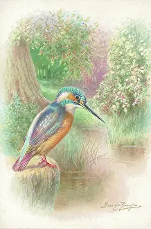 Rankin: Kingfisher
