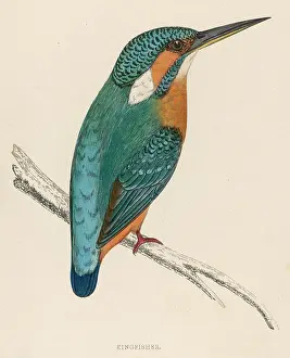 Kingfishers: A Kingfisher