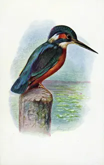 The J Salmon Image Archive (grenville): Kingfisher
