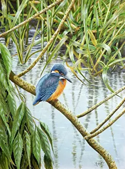 Bids: Kingfisher