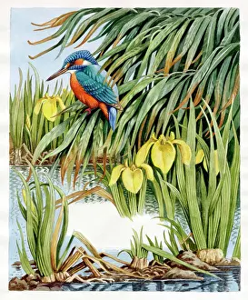 Kingfishers: Kingfisher