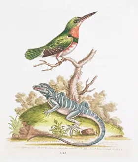 Kingfisher: Kingfisher