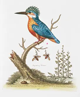 Kingfisher: Kingfisher