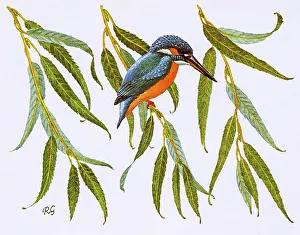 Kingfisher: Kingfisher