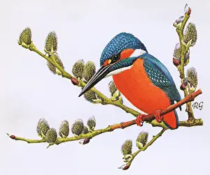 Perch: Kingfisher
