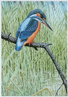 Kingfisher: Kingfisher