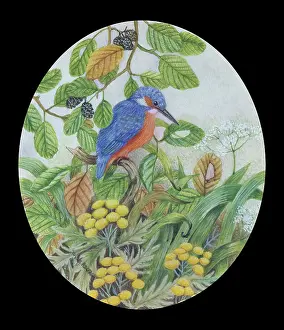 Blackberries: Kingfisher with Blackberries