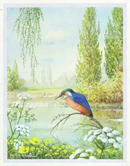 Buttercups: Kingfisher on a bough beside a river