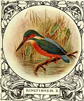 Kingfisher: Kingfisher on a branch