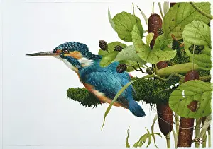Atthis: Kingfisher with Bullrushes