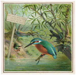 Ispida: KINGFISHER (CARD)