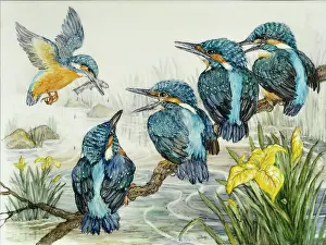 Whitaker: Kingfisher Family