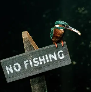 Ironic: Kingfisher with Fish for Young