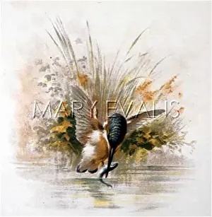 Ispida: KINGFISHER FISHING