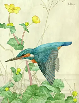 Kingcups: A Kingfisher – with marsh marigolds (kingcups)