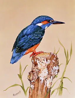 Malcolm Greensmith Collection: Kingfisher on a perch