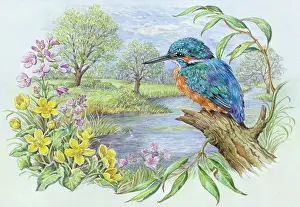 Kingcups: Kingfisher by a River, with kingcups etc