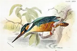 Ispida: KINGFISHER (SHARPE)