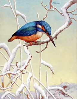 Kingfishers: Kingfisher on snowy branch