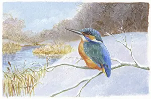 Samaraweera: Kingfisher on a snowy branch by a river