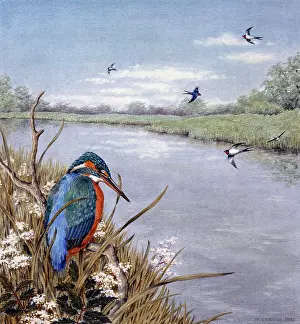 Kingfishers: Kingfisher and Swallows