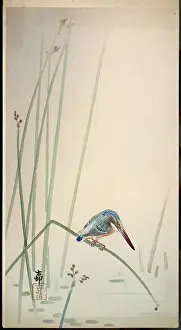 Reeds: Kingfisher waits patiently