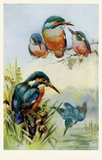 Kingfishers: Kingfishers
