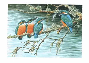 Kingfishers: Kingfishers