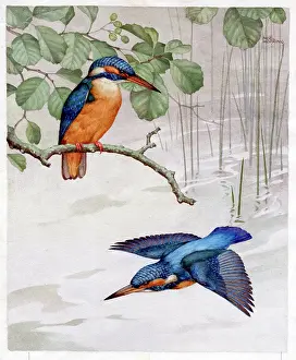 Kingfishers: Two Kingfishers