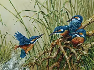 Kingfishers: Kingfishers