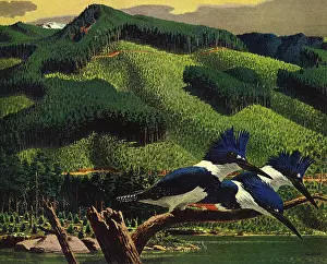 Kingfisher: Kingfishers