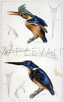 TWO KINGFISHERS