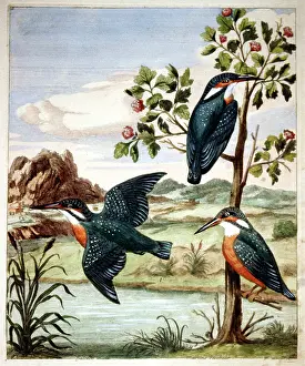 Kingfishers: Kingfishers by a river