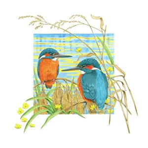 Kingfishers: Two Kingfishers on a riverbank