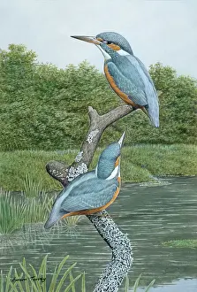 Kingfishers: Two Kingfishers on tree stump