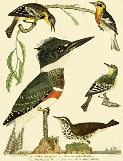 Warblers: Kingfishers and Warblers