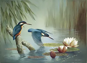 Kingfishers: Kingfishers and Waterlilies