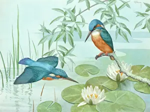 Kingfishers: Two kingfishers with waterlilies