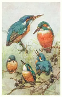 Bowley: Kingfishers and their young